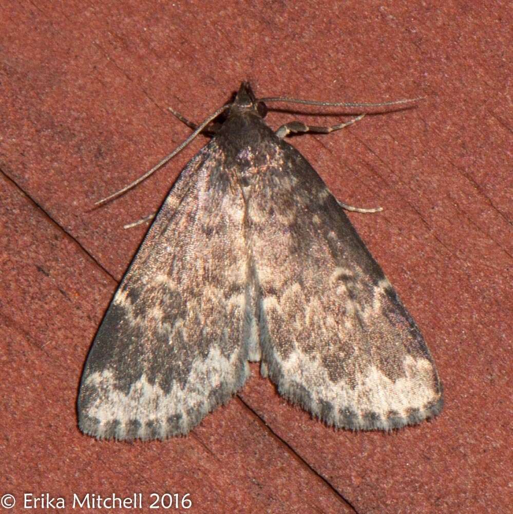 Image of Idia lubricalis Geyer 1832