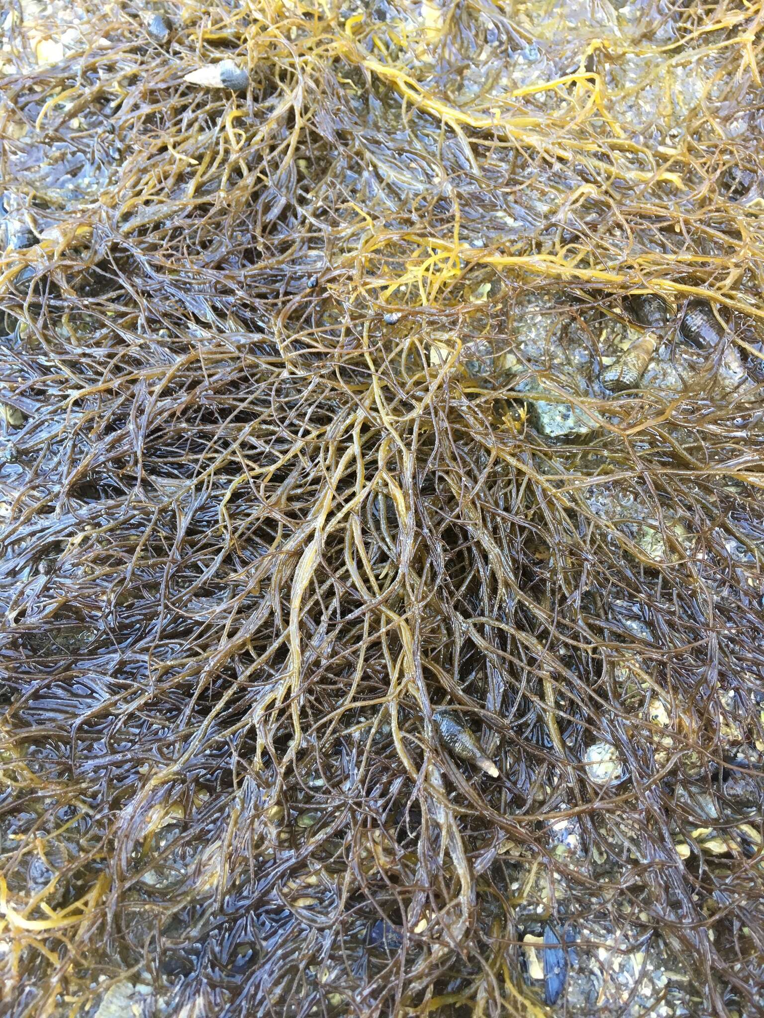 Image of Algae