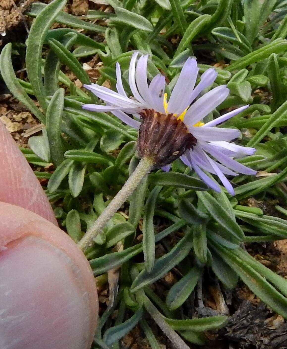 Image of rockslide yellow fleabane