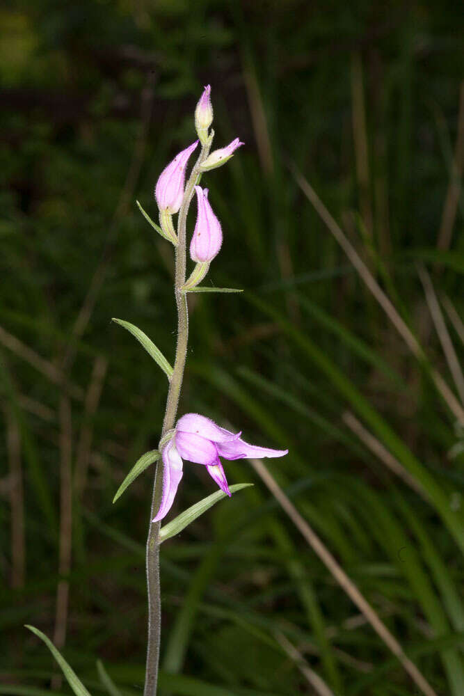 Слика од Cephalanthera rubra (L.) Rich.