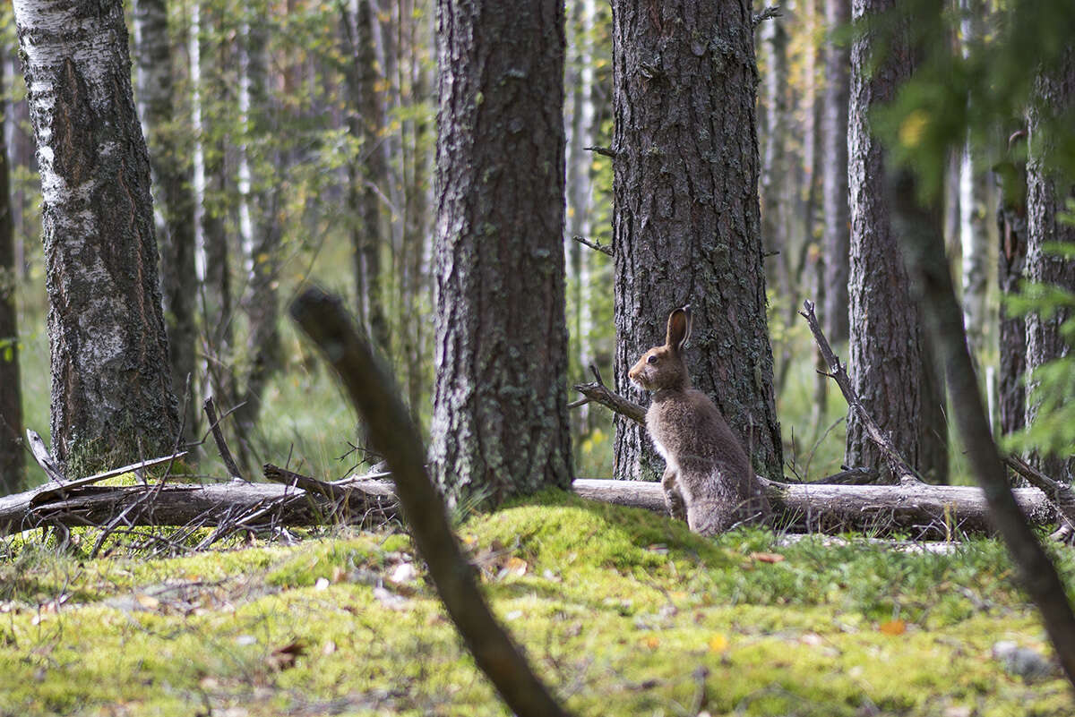 Image of Arctic Hare