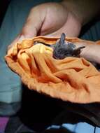 Image of Sowell’s Short-tailed Bat