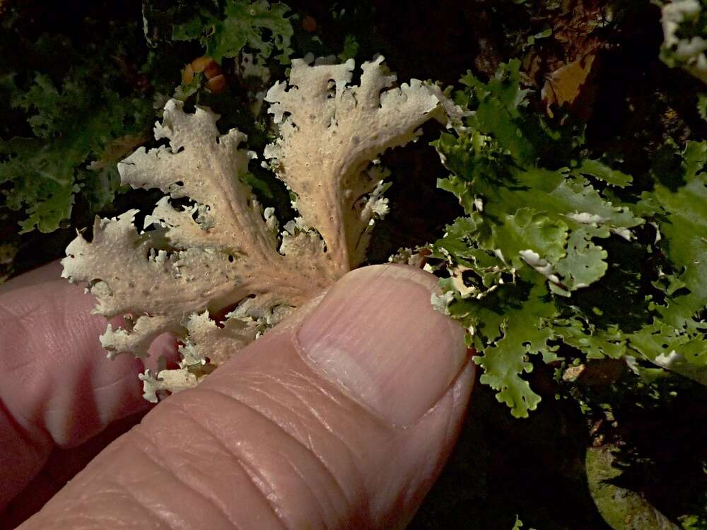 Image of Pseudocyphellaria multifida (Nyl.) D. J. Galloway & P. James