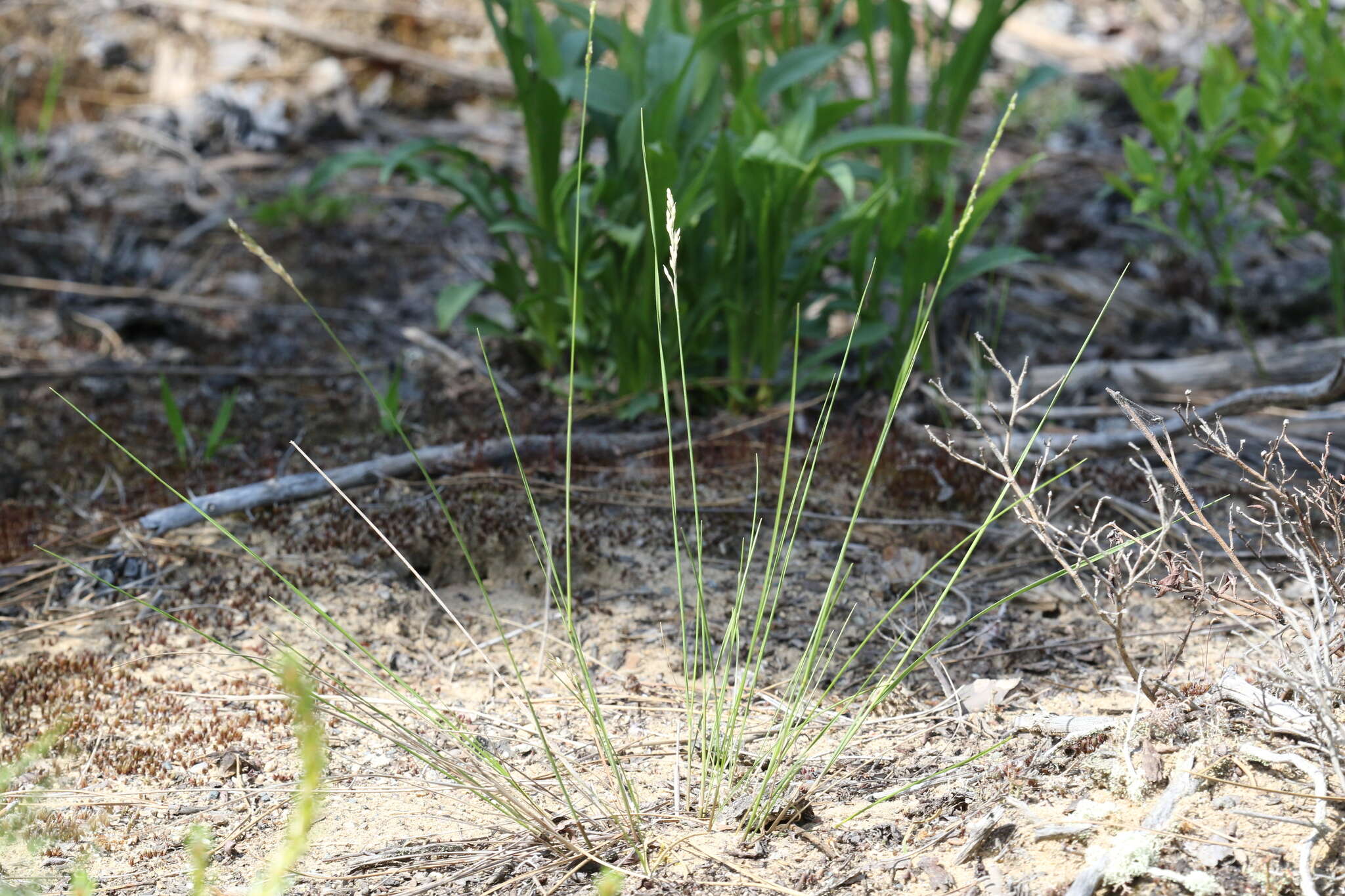 Image of mountain ricegrass