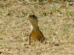 Image of Common Butterfly Lizard