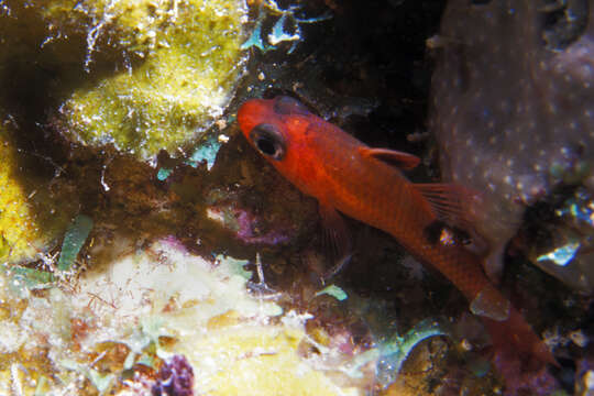 Image of Whitestar Cardinalfish