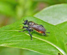 Image of Laphria janus McAtee 1919