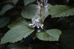 Image of speckled spur flower