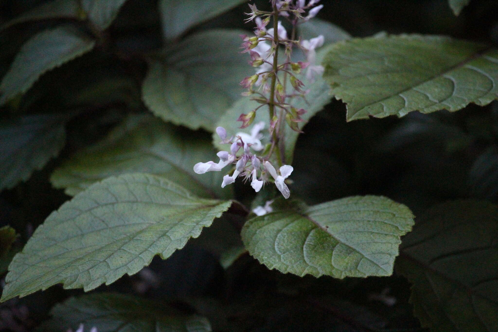 Image of speckled spur flower