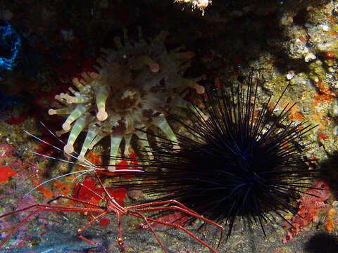 Image of Diadema africanum Rodríguez, Hernández, Clemente & Coppard 2013