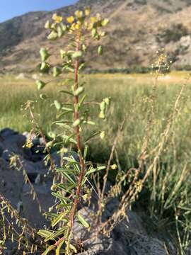 Image of Small-Flower Stinkweed