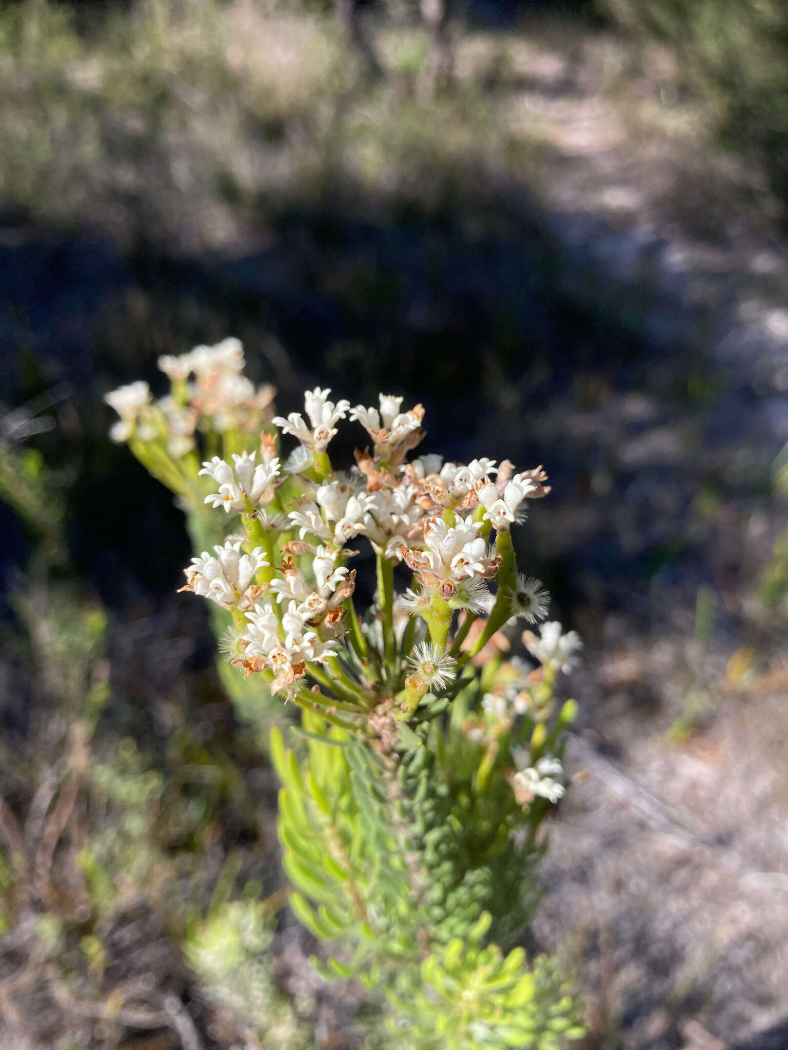 Image of Conospermum hookeri (Meissn.) E. M. Bennett