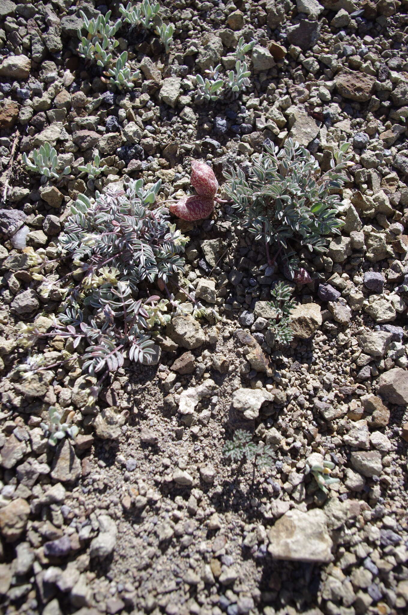 Sivun Astragalus platytropis A. Gray kuva