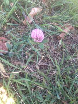 Image of Red Clover