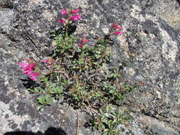 Слика од Penstemon newberryi Gray