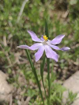 Image of Nemastylis tenuis var. nana (S. Watson) R. C. Foster