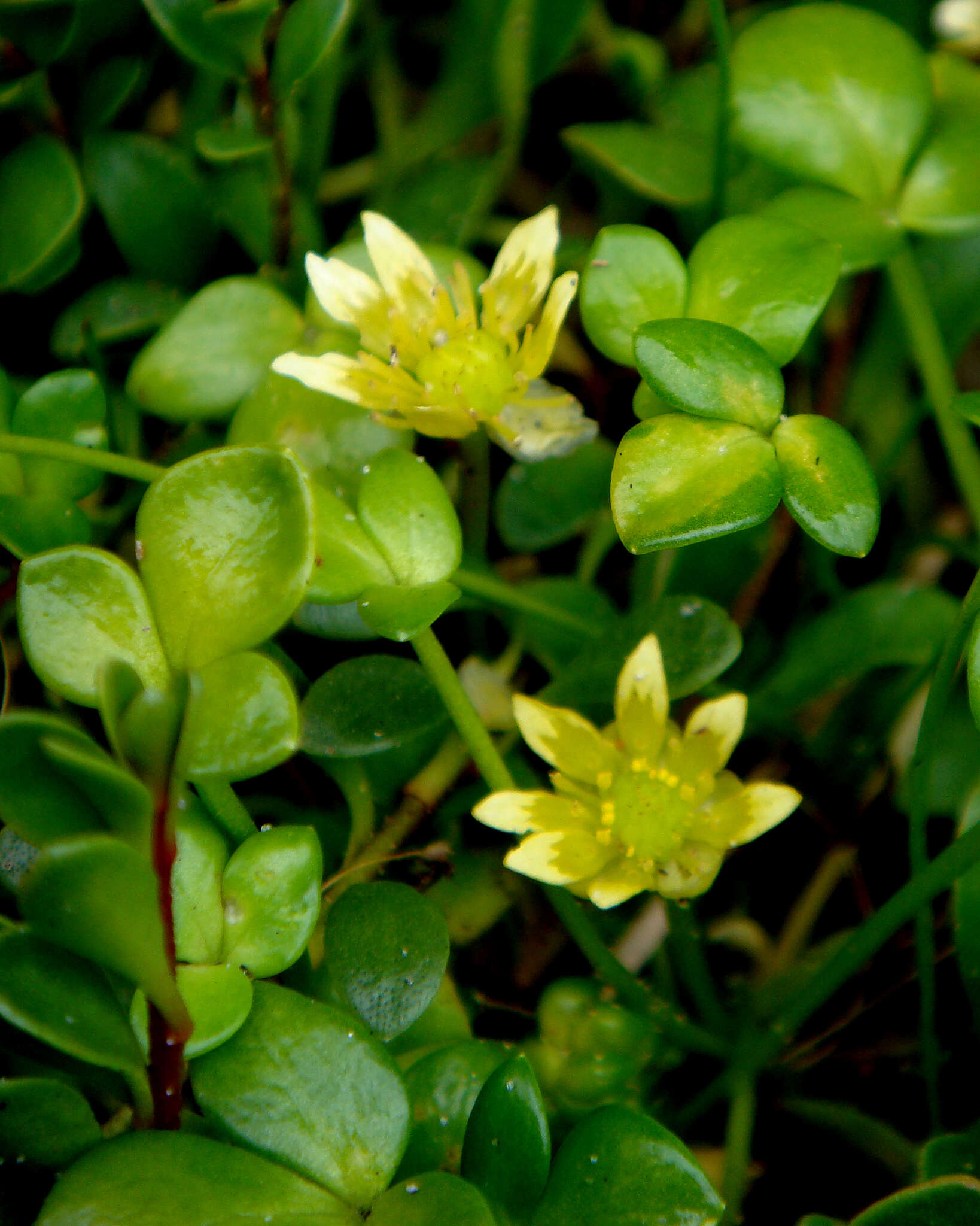 Image of Ranunculus acaulis Banks & Soland.