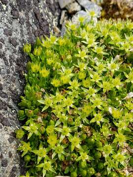 Plancia ëd Stellaria dicranoides (Cham. & Schltdl.) Fenzl