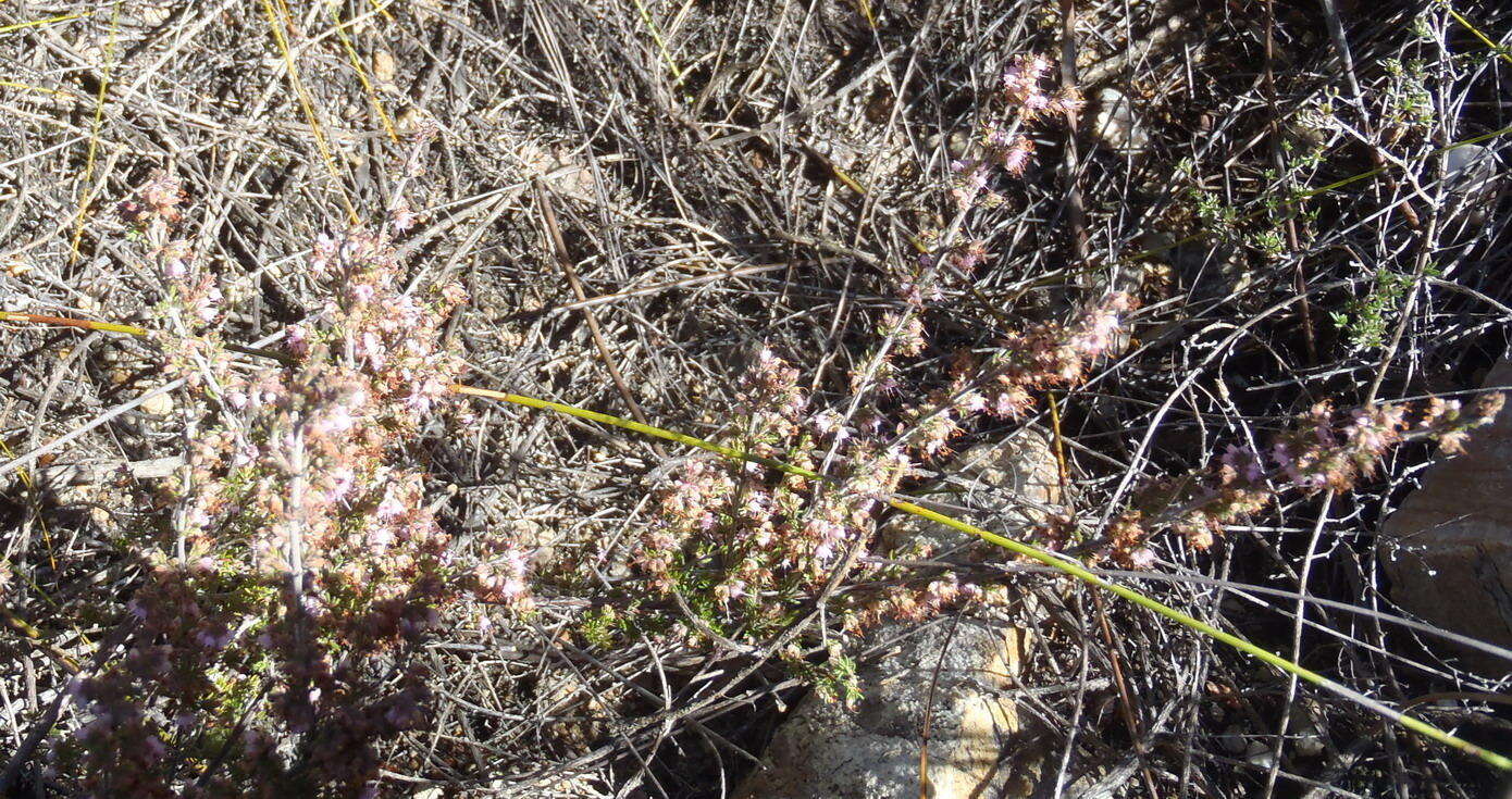 Plancia ëd Erica anguliger (N. E. Br.) E. G. H. Oliver