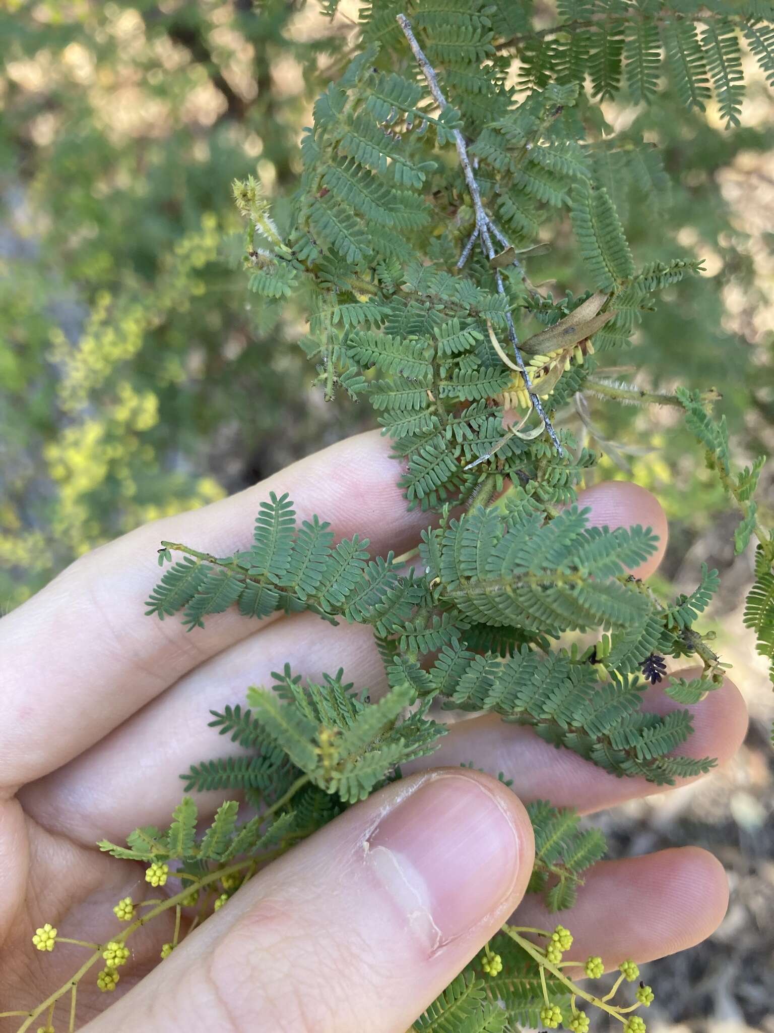 Image de Acacia pubescens (Vent.) R. Br.