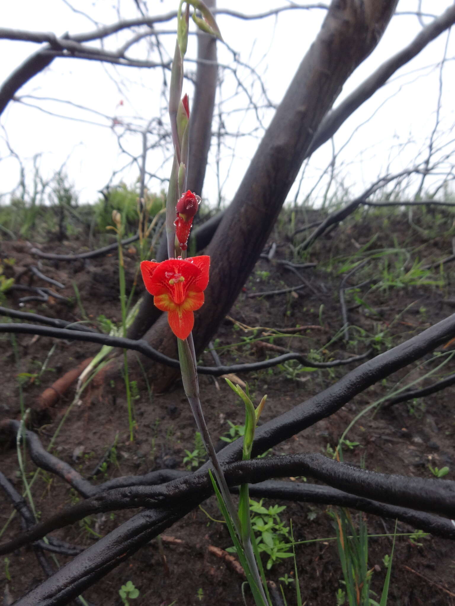 Image of Gladiolus overbergensis Goldblatt & M. P. de Vos