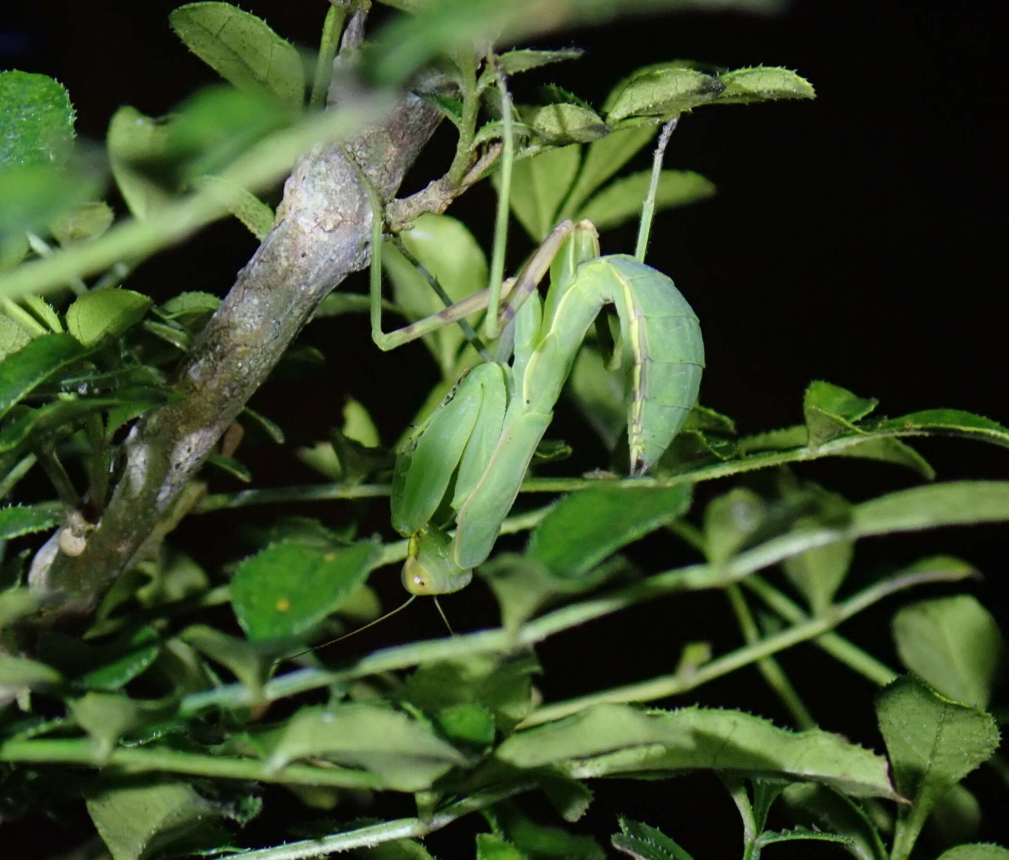 Image of Giant Asian Mantis