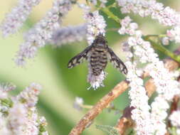 Image of Conophorus fenestratus (Osten Sacken 1877)