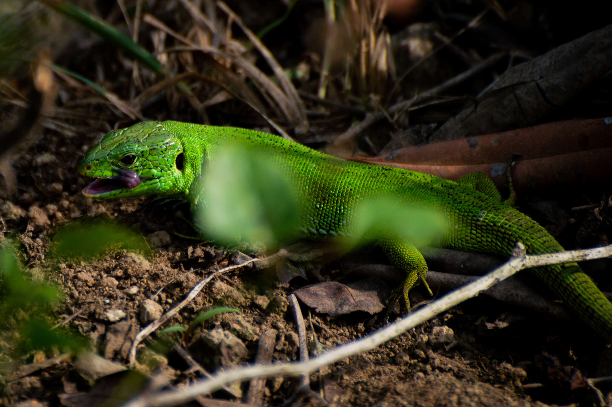 Image of Lacerta agilis grusinica Peters 1960