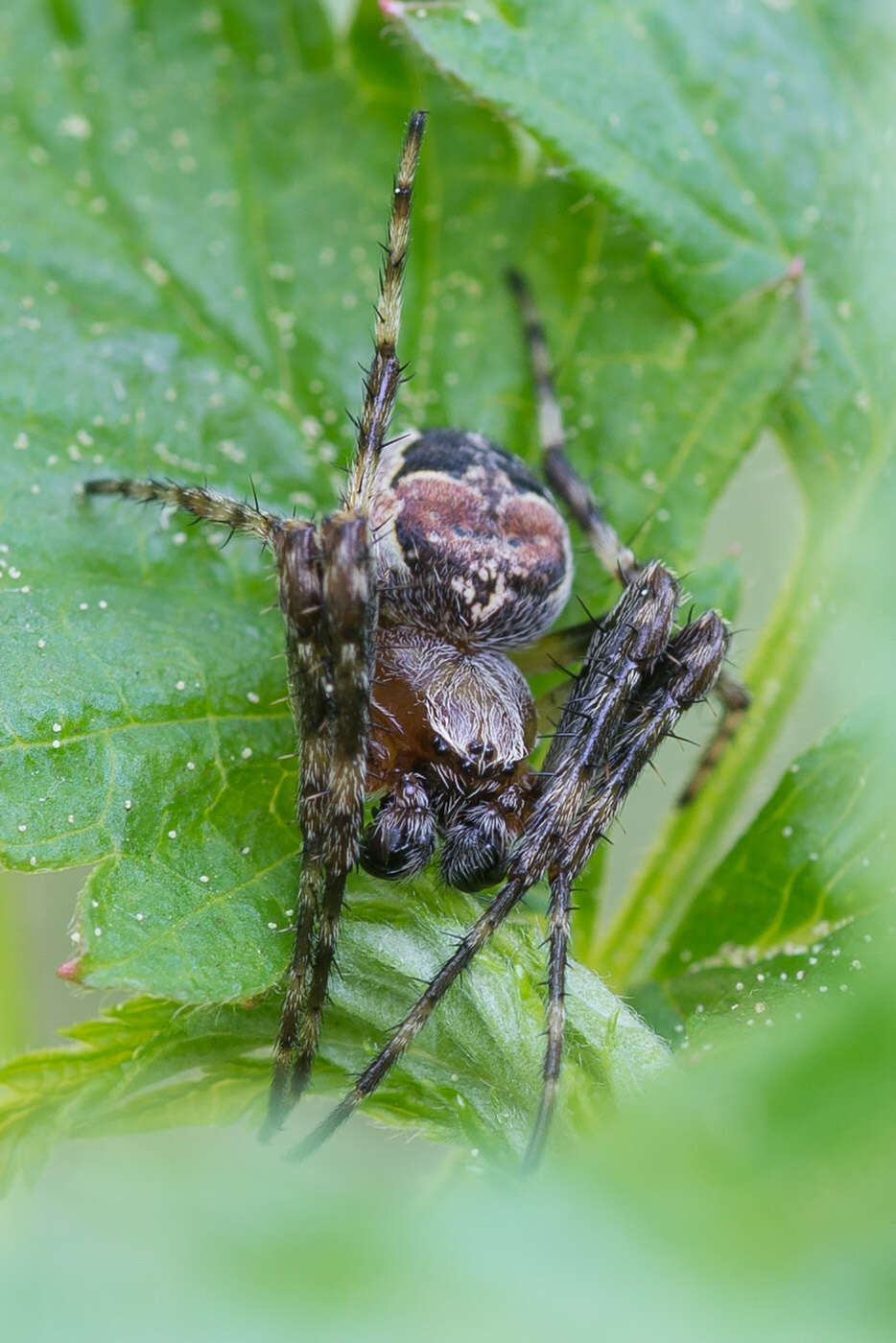 Image of Larinioides patagiatus (Clerck 1757)