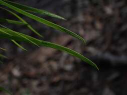 Image of bower wattle