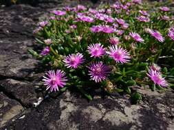 Image of Delosperma crassuloides (Haw.) L. Bol.