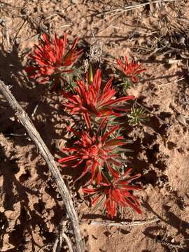 Image de Castilleja scabrida Eastw.