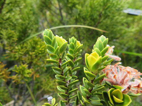 Image of Pimelea poppelwellii Petrie