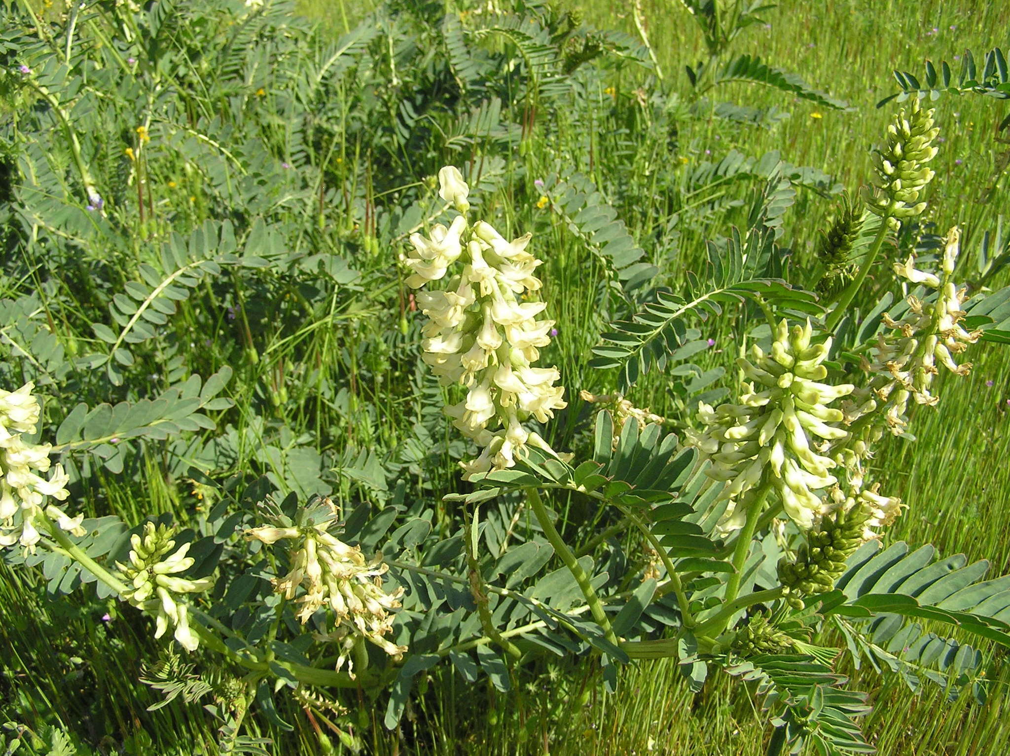 Image of Pomona milkvetch