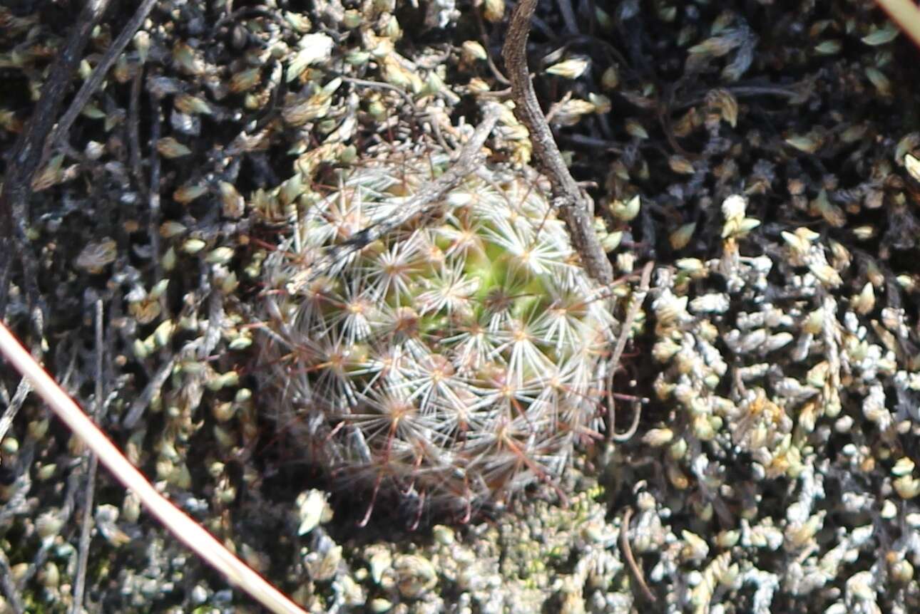 Image of Mammillaria jaliscana subsp. zacatecasensis (Shurly) D. R. Hunt