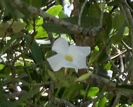 Image of Mangrovevine