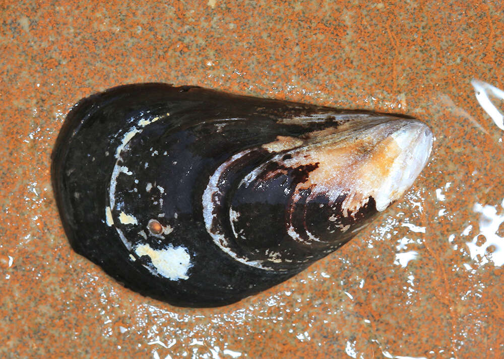 Image of Gray mussel