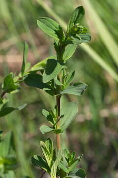 Image of spotted St. Johnswort