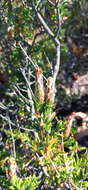 Image of Pteronia hutchinsoniana Compton