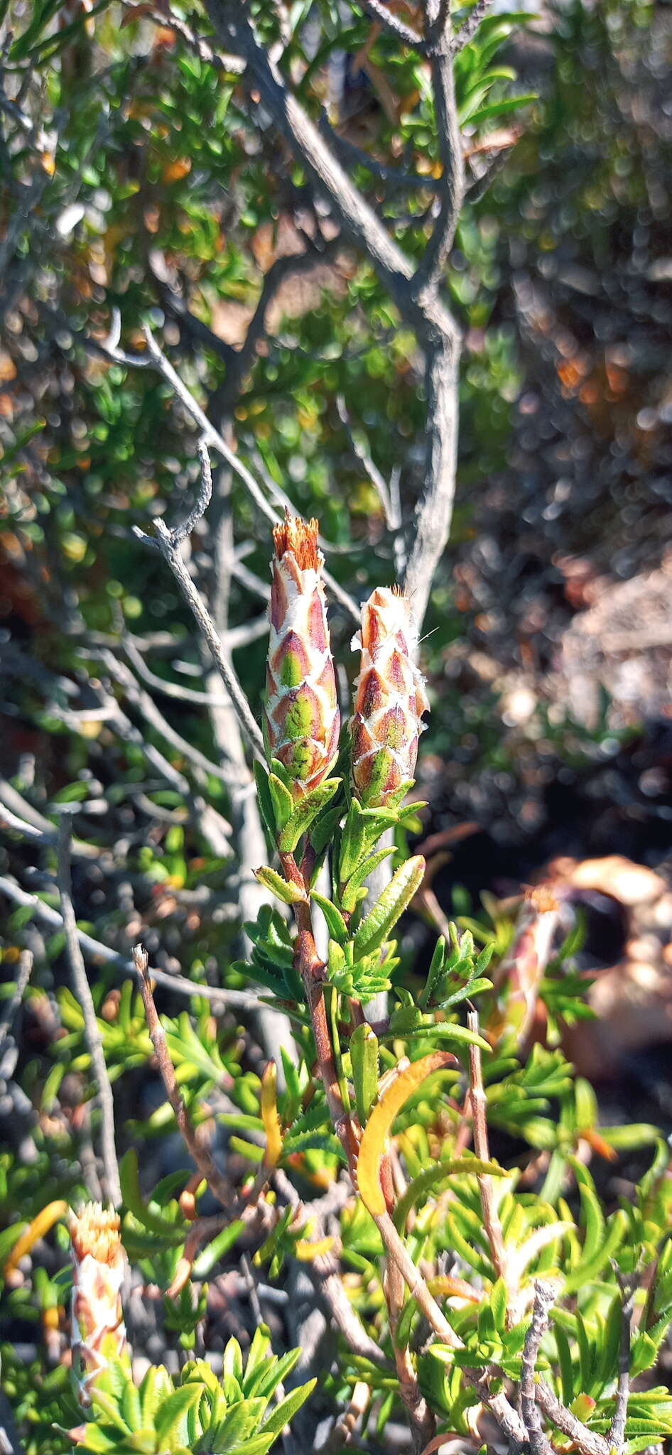 Image of Pteronia hutchinsoniana Compton