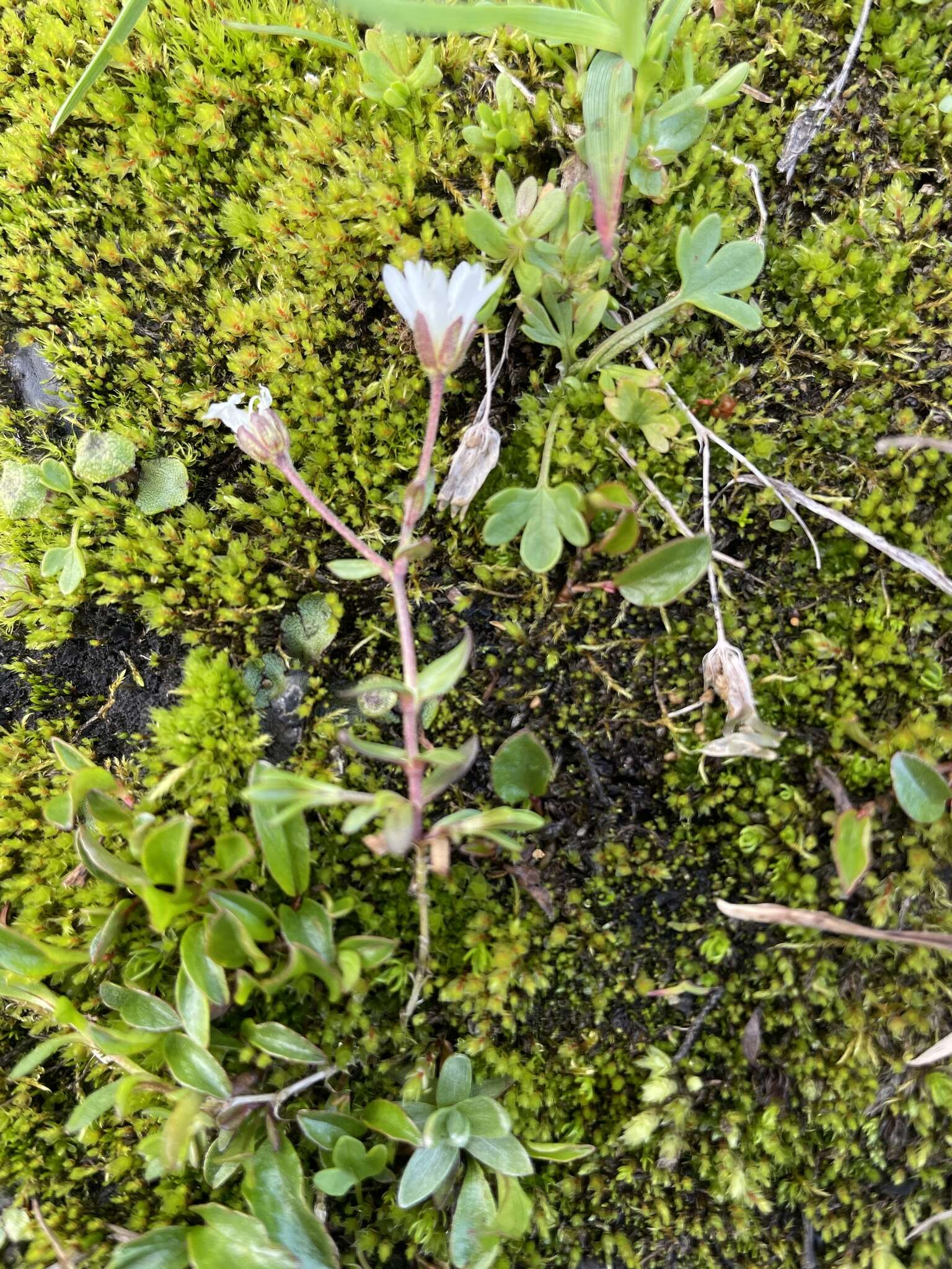 Plancia ëd Cerastium cerastoides (L.) Britton