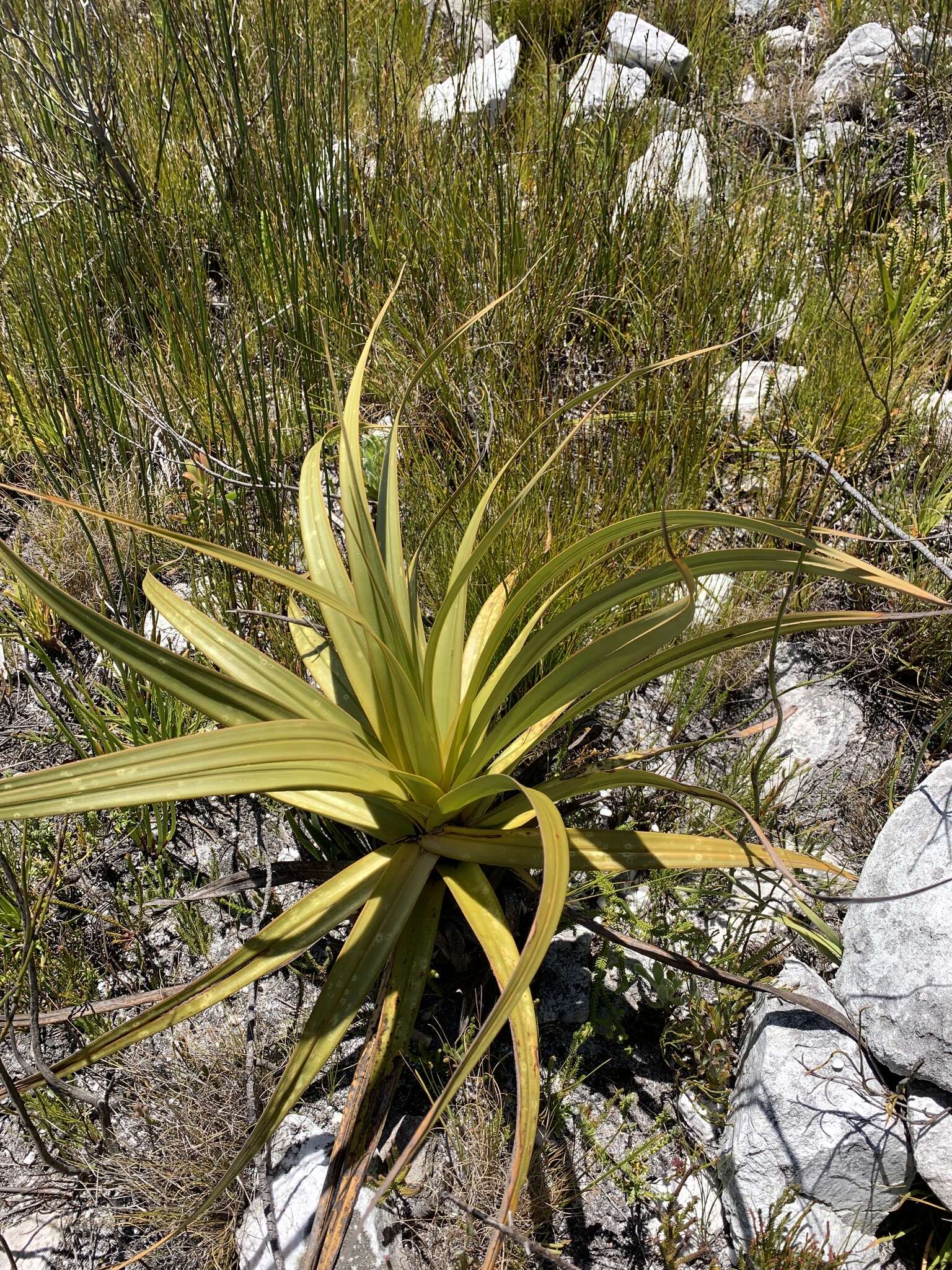 Image of Tetraria thermalis (L.) C. B. Clarke