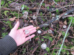 Image of Mycena robusta (A. H. Sm.) Maas Geest. 1988