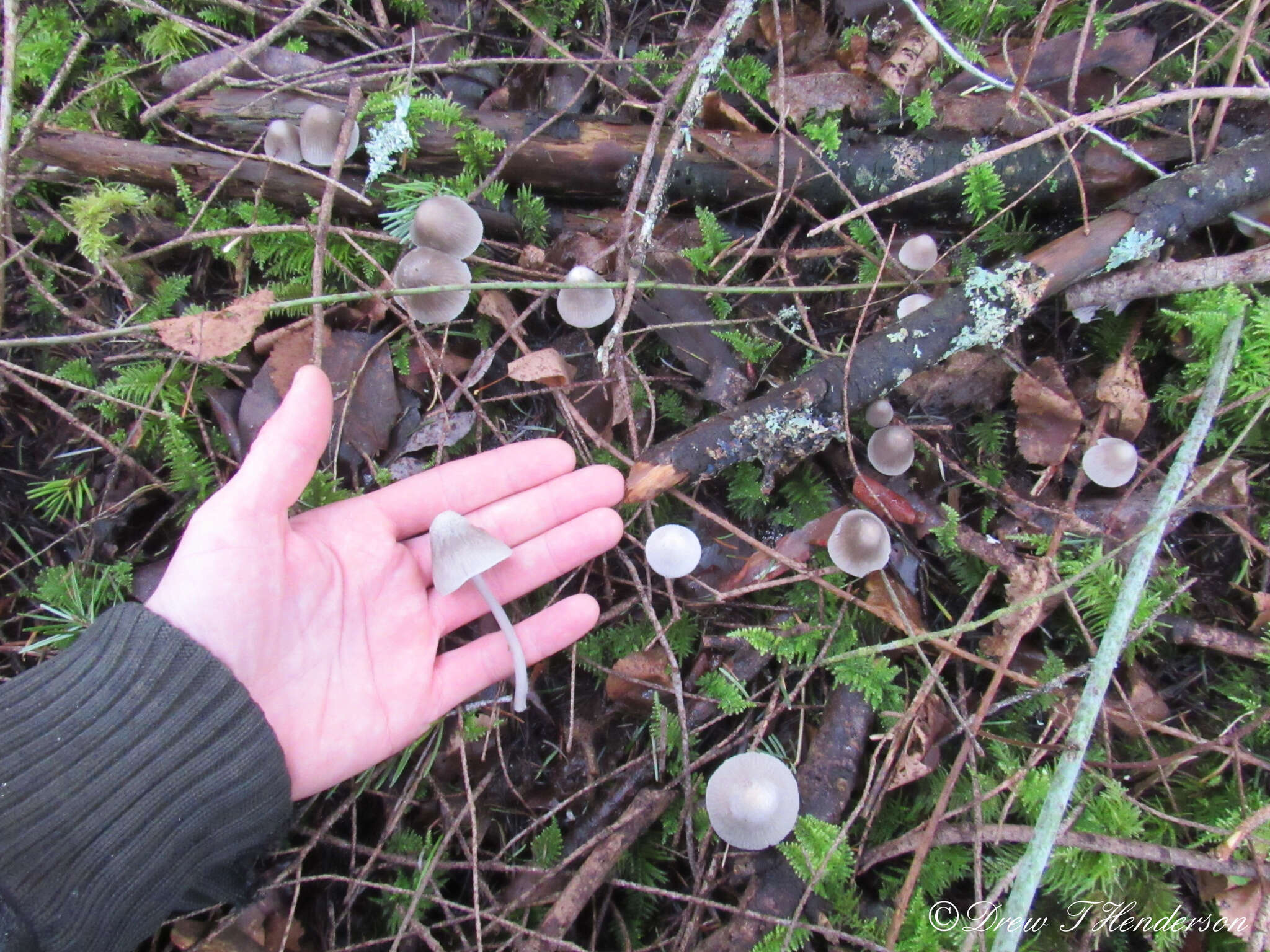 Image de Mycena robusta (A. H. Sm.) Maas Geest. 1988