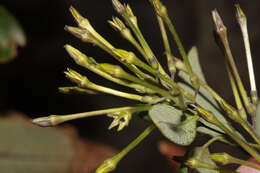 صورة Cestrum auriculatum L'Herit.