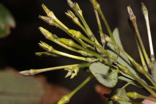 Image of Cestrum auriculatum L'Herit.