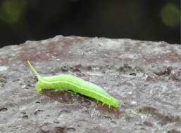 Image of Maile pilau hornworm