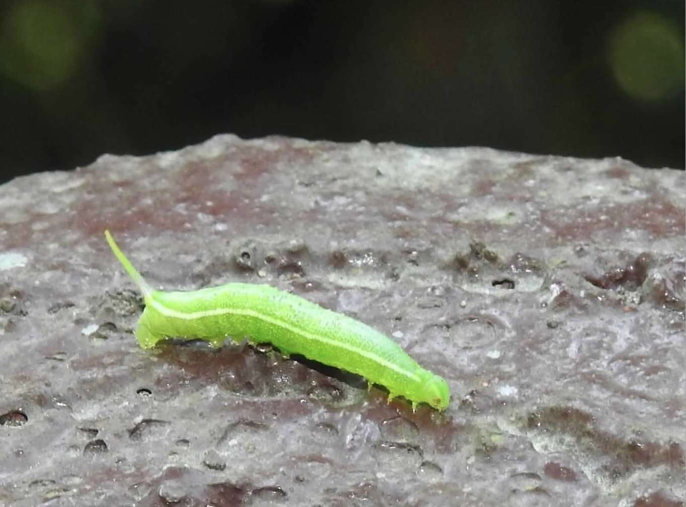 Image of Maile pilau hornworm