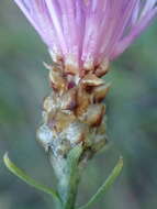 Image of Centaurea jacea subsp. timbalii (Martrin-Donos) Br.-Bl.