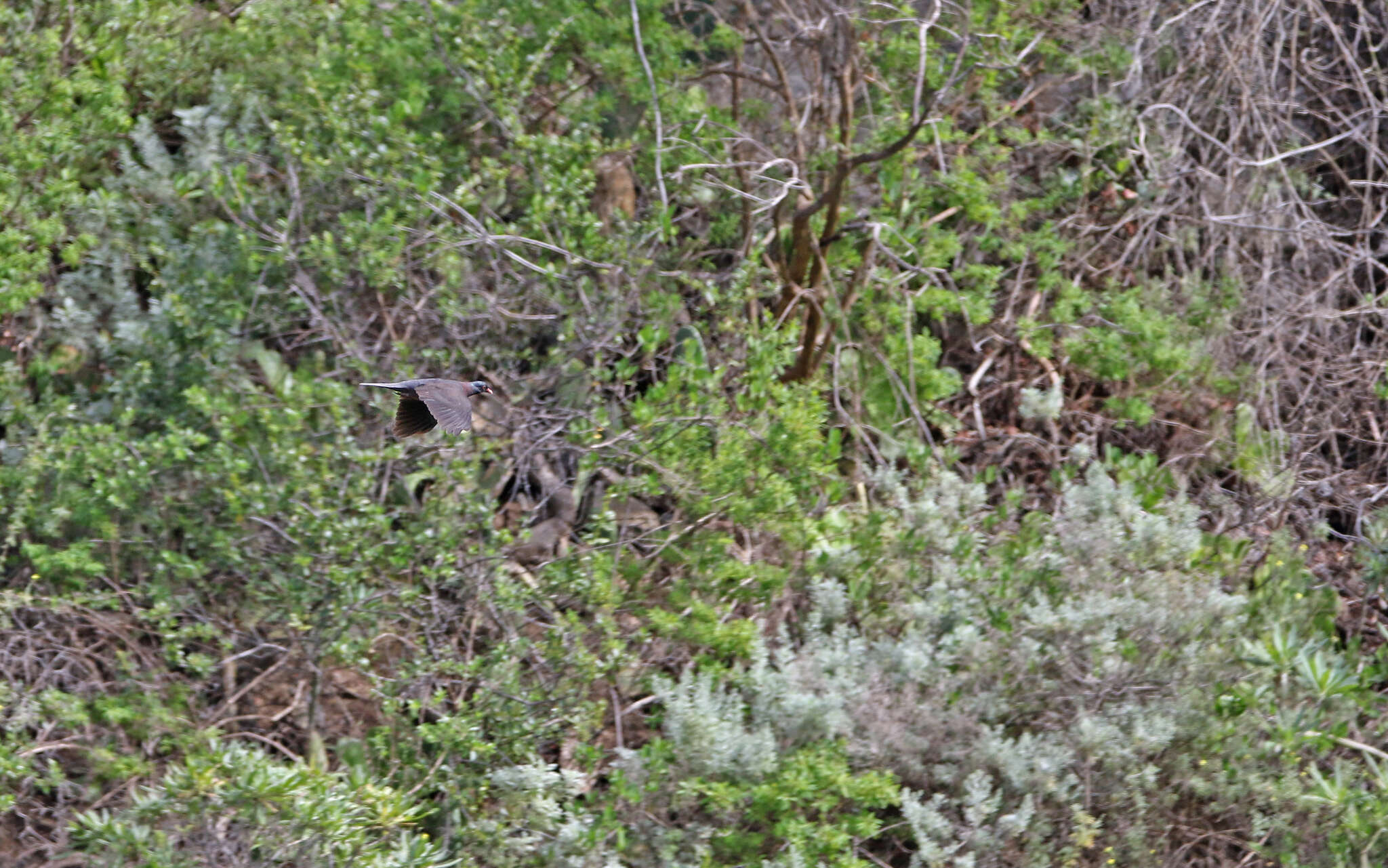 Image de Pigeon des lauriers